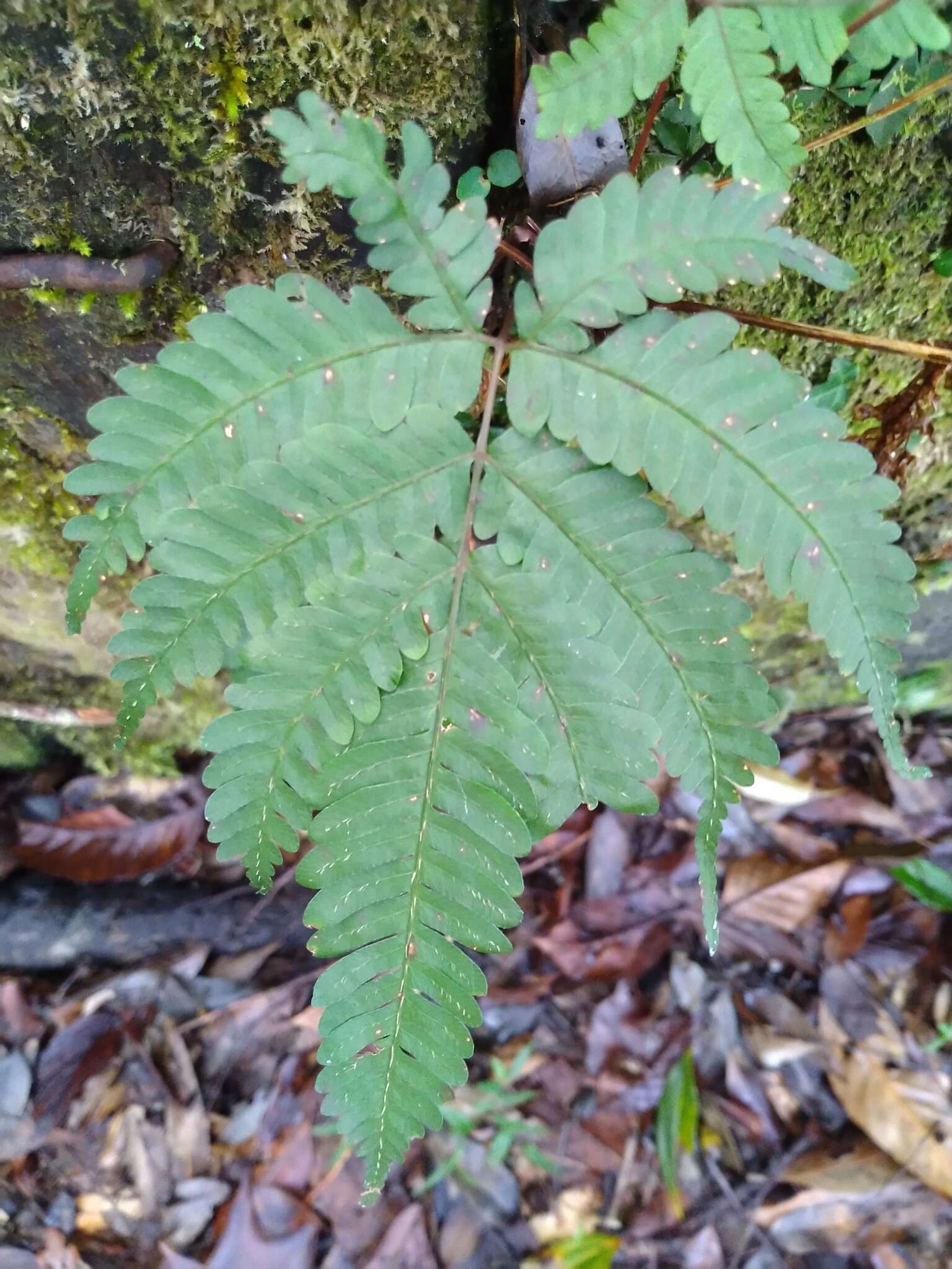 Sivun Pteris setulosocostulata Hayata kuva