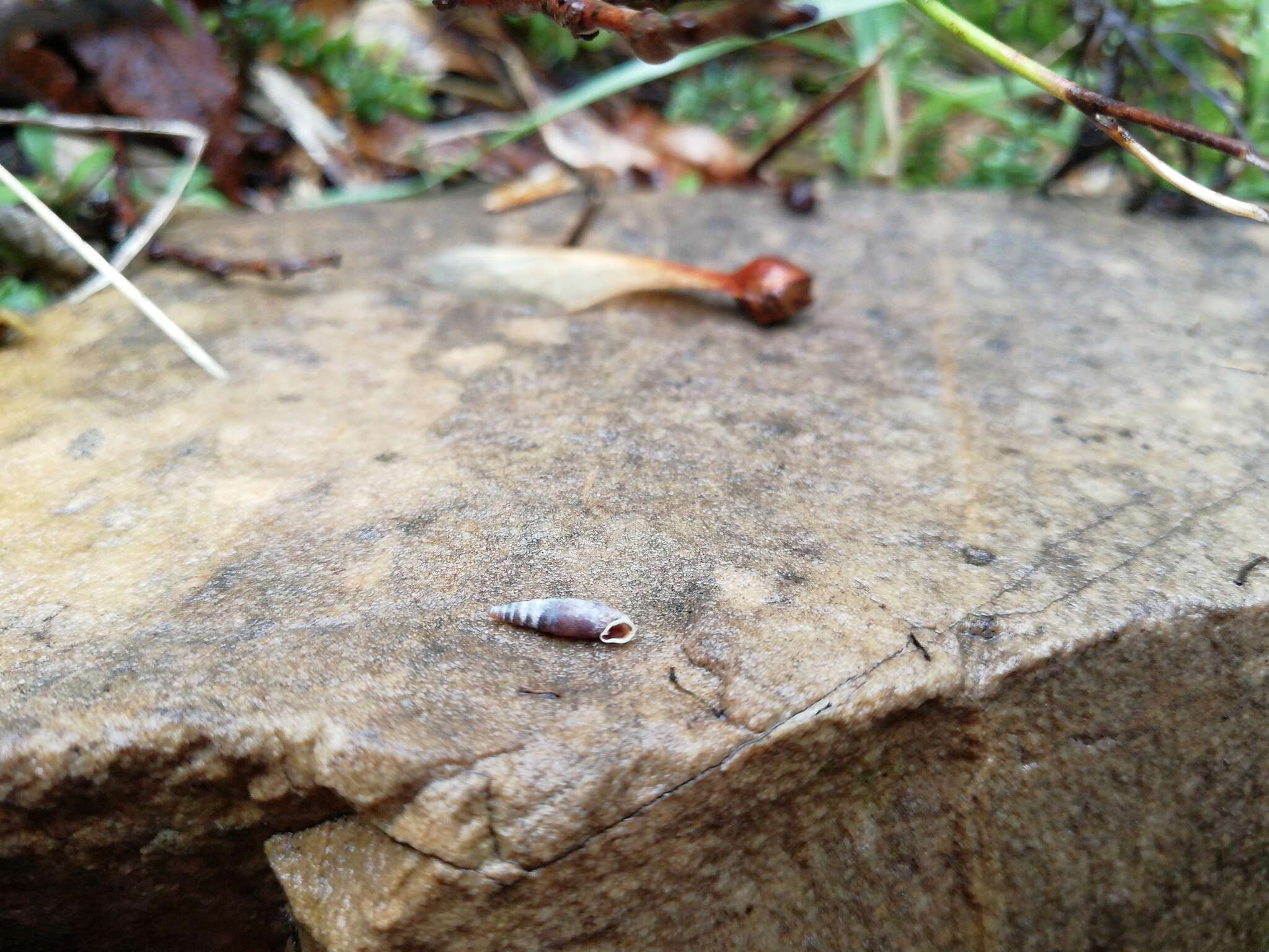 Image de Clausilia dubia Draparnaud 1805