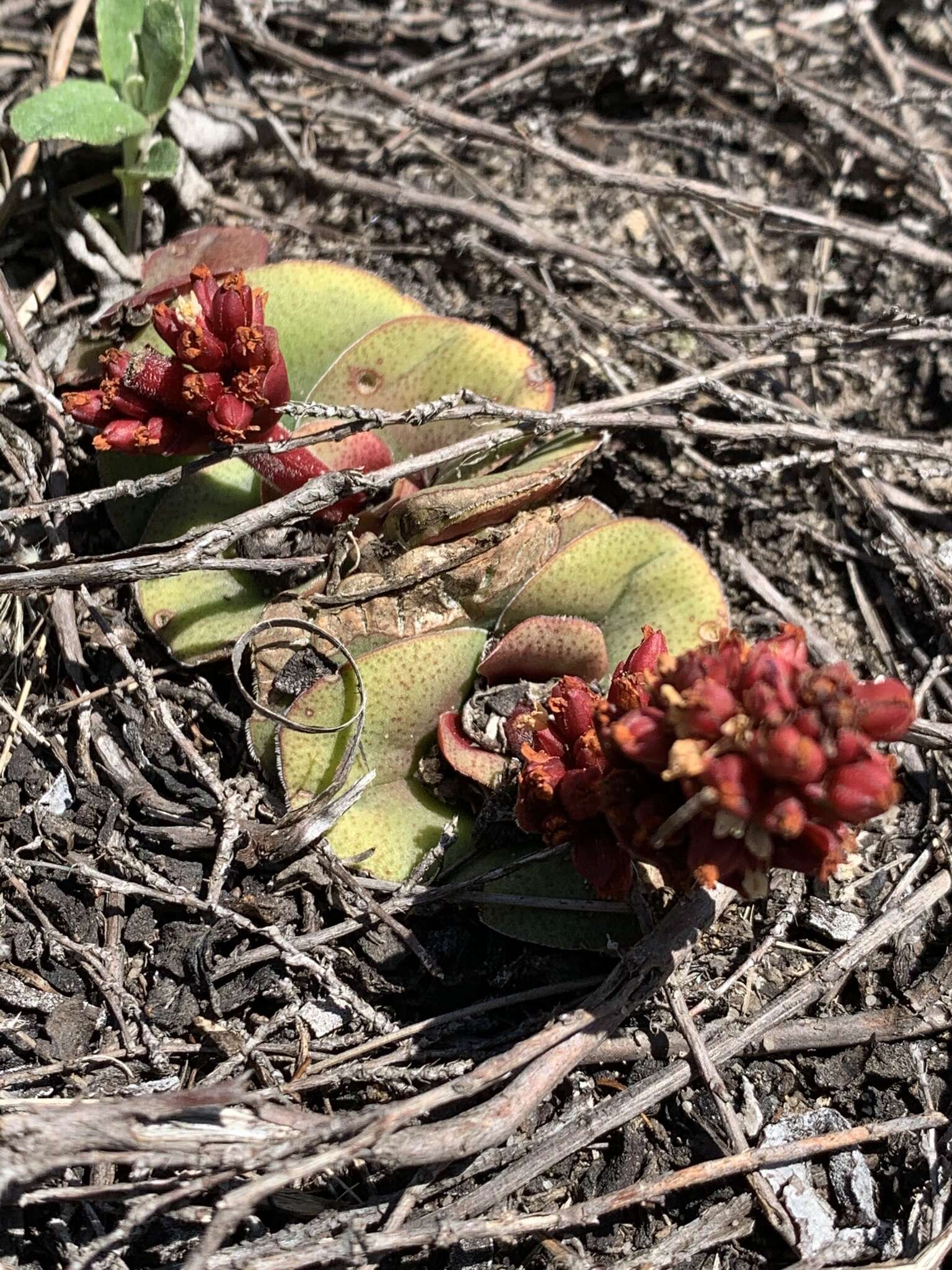 Crassula compacta Schönl. resmi