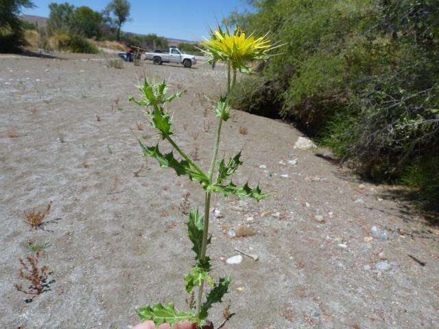 Image of Berkheya spinosissima subsp. spinosissima