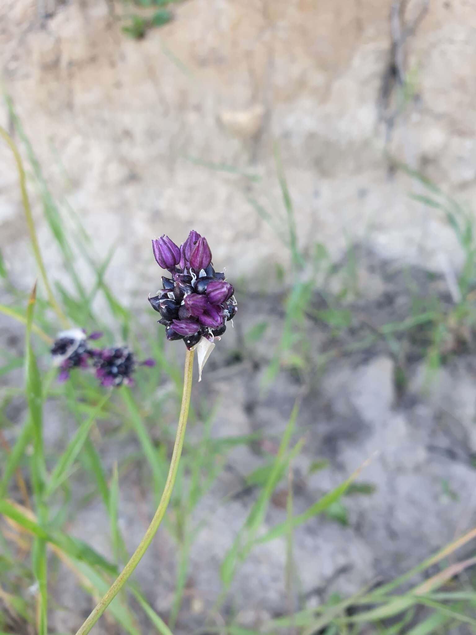 Allium scorodoprasum L.的圖片