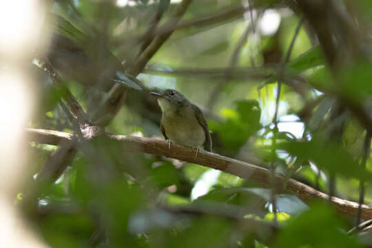 Imagem de Cyornis olivaceus olivaceus Hume 1877