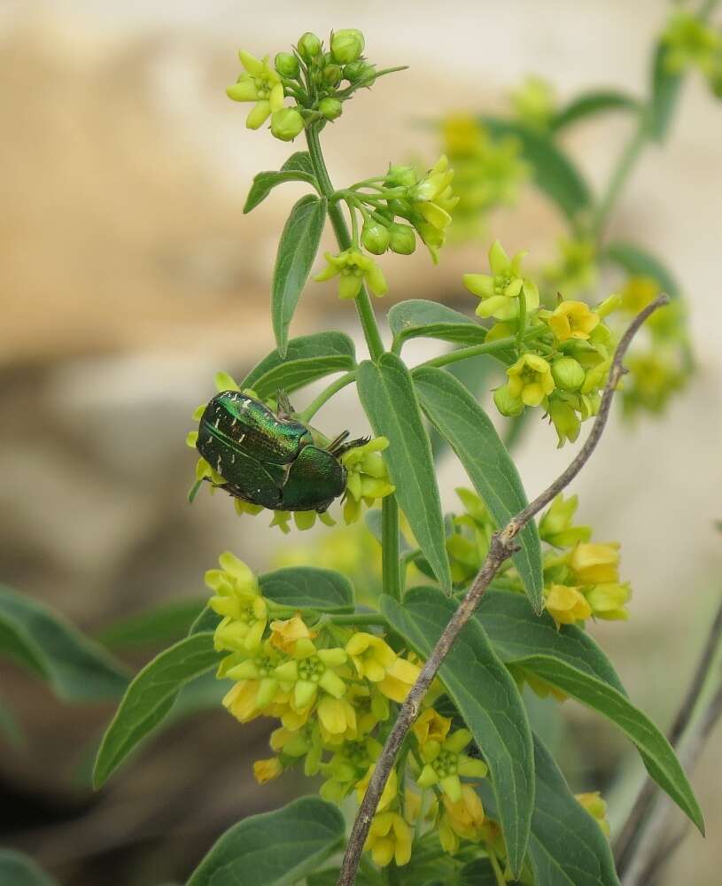 Image of Vincetoxicum hirundinaria subsp. adriaticum (G. Beck) Markgr.