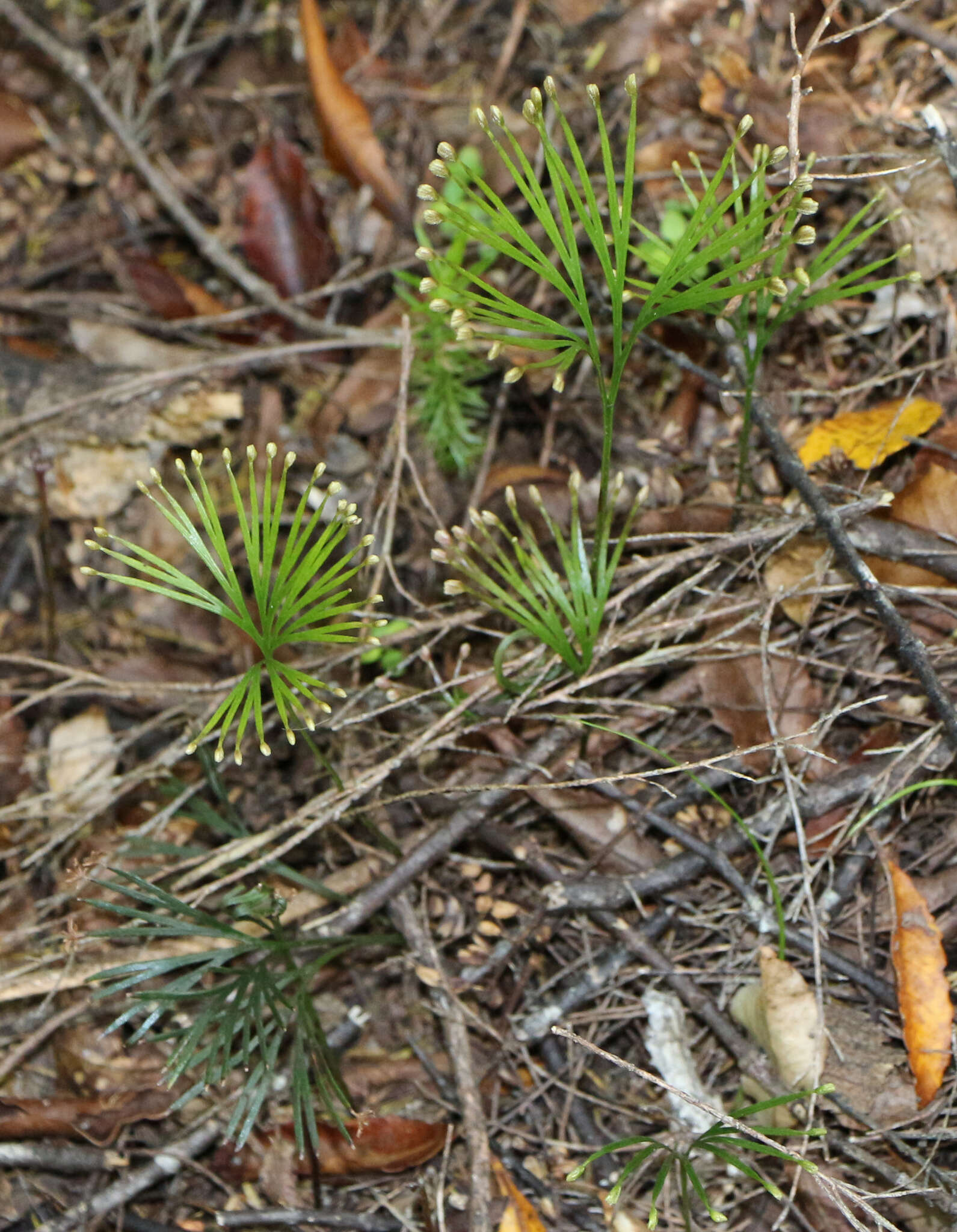 Imagem de Schizaea dichotoma (L.) Sm.