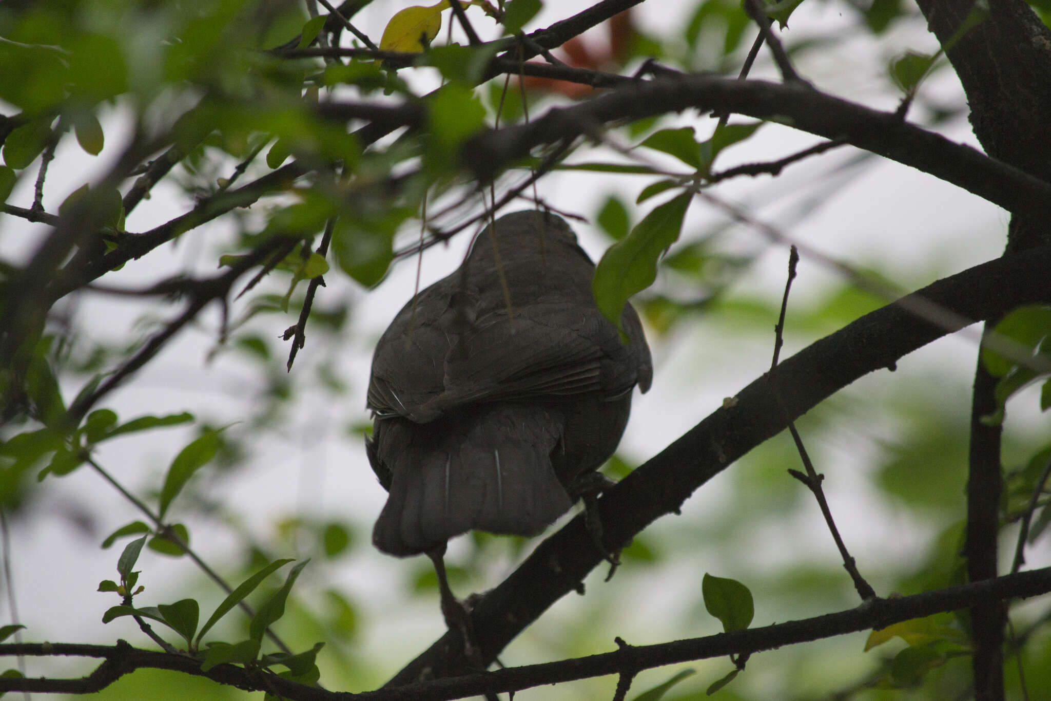 Turdus merula aterrimus (Madarász 1903) resmi