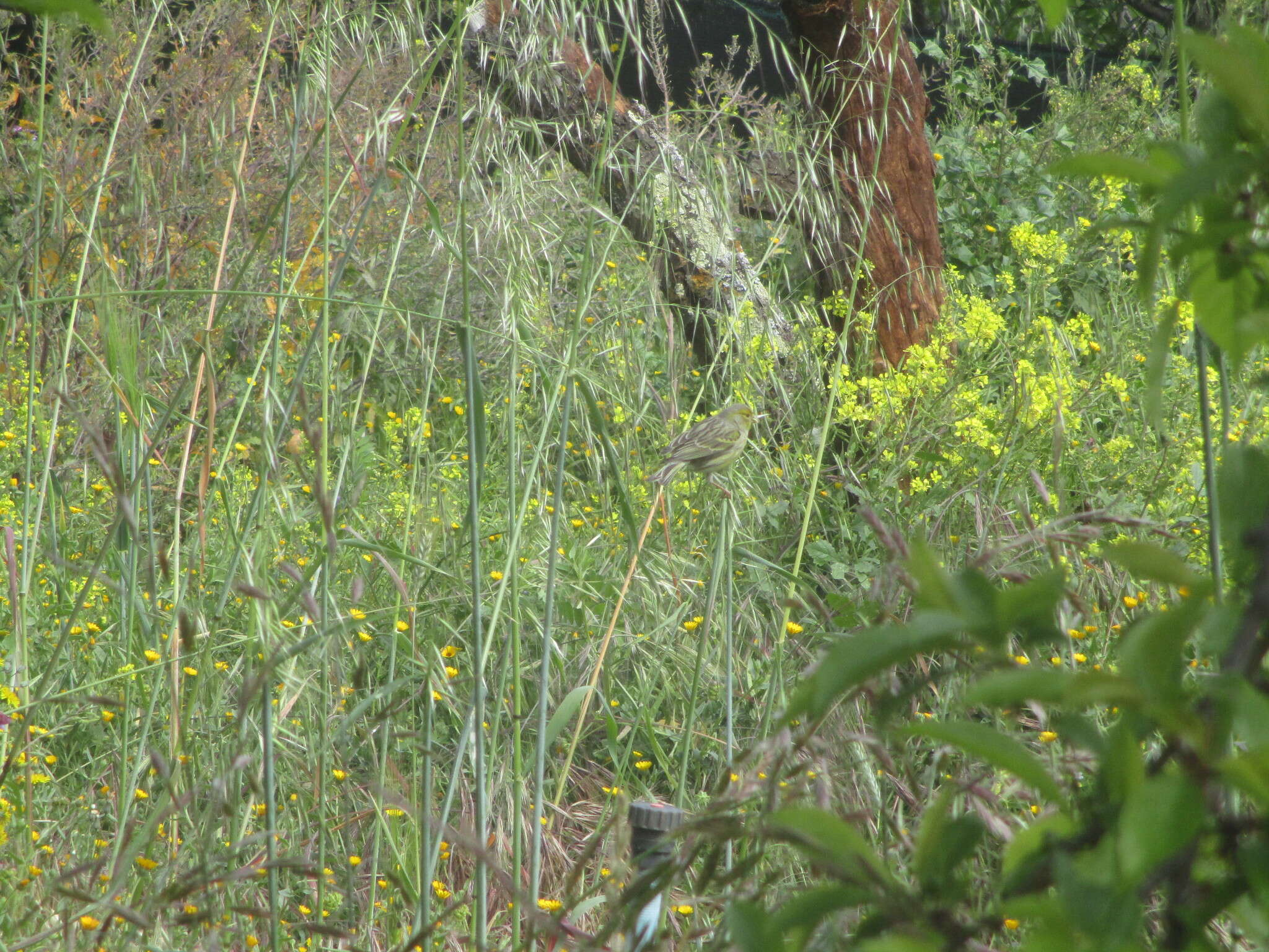 Image of Atlantic Canary