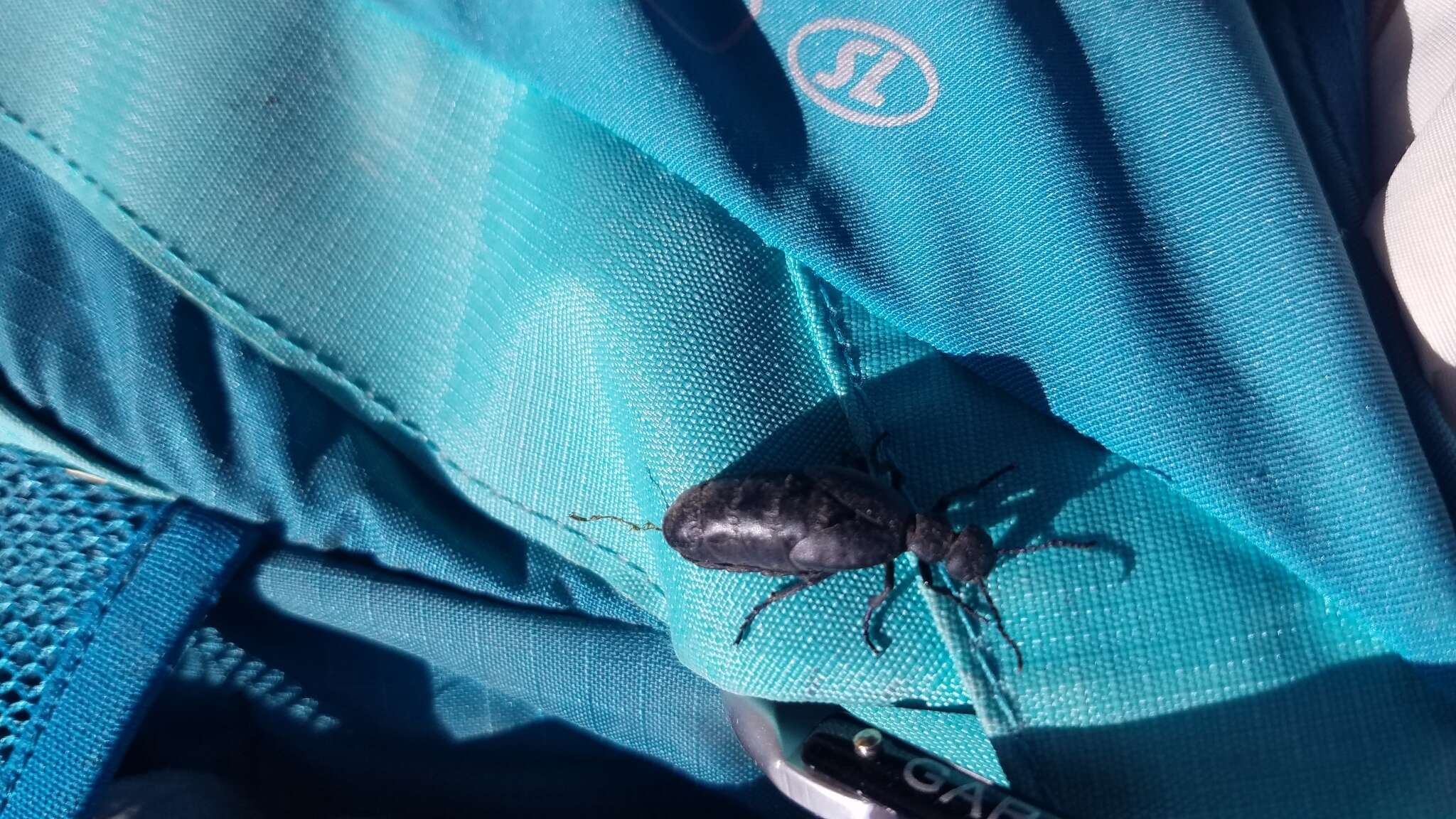 Image of Blister beetle