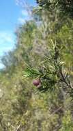 Imagem de Persoonia juniperina Labill.