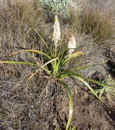 Imagem de Bulbinella latifolia subsp. toximontana P. L. Perry