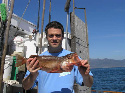 Image of Bocaccio rockfish