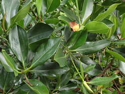 Image of Long-style stilt mangrove