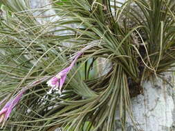 Image of narrowleaf airplant