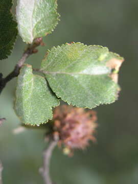 صورة Nothofagus antarctica (G. Forst.) Oerst.