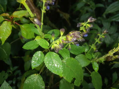 Image of Salvia pichinchensis Benth.