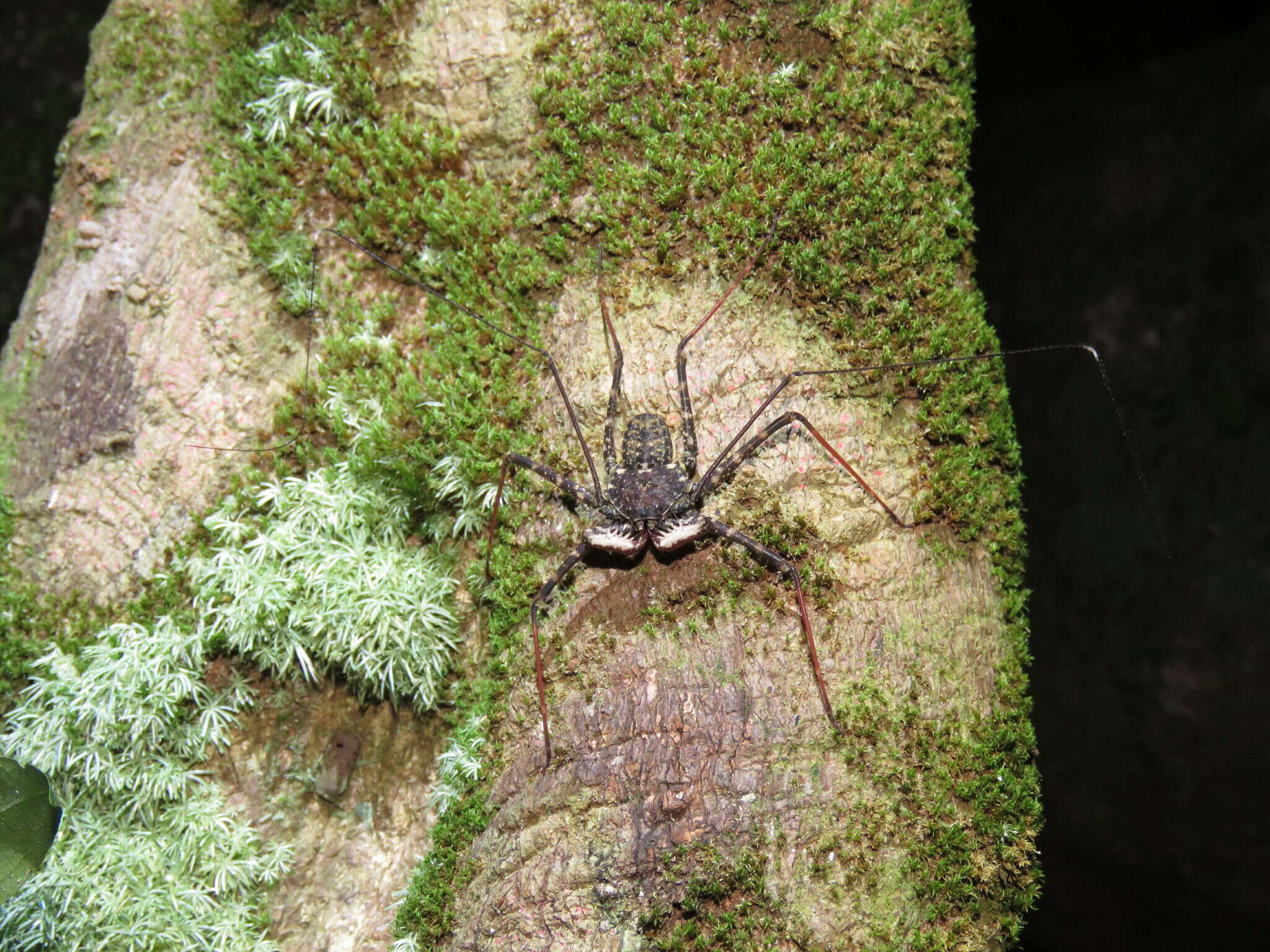 Image of Phrynus longipes (Pocock 1894)