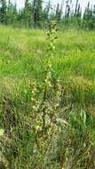 Image of Small-Flower Lousewort