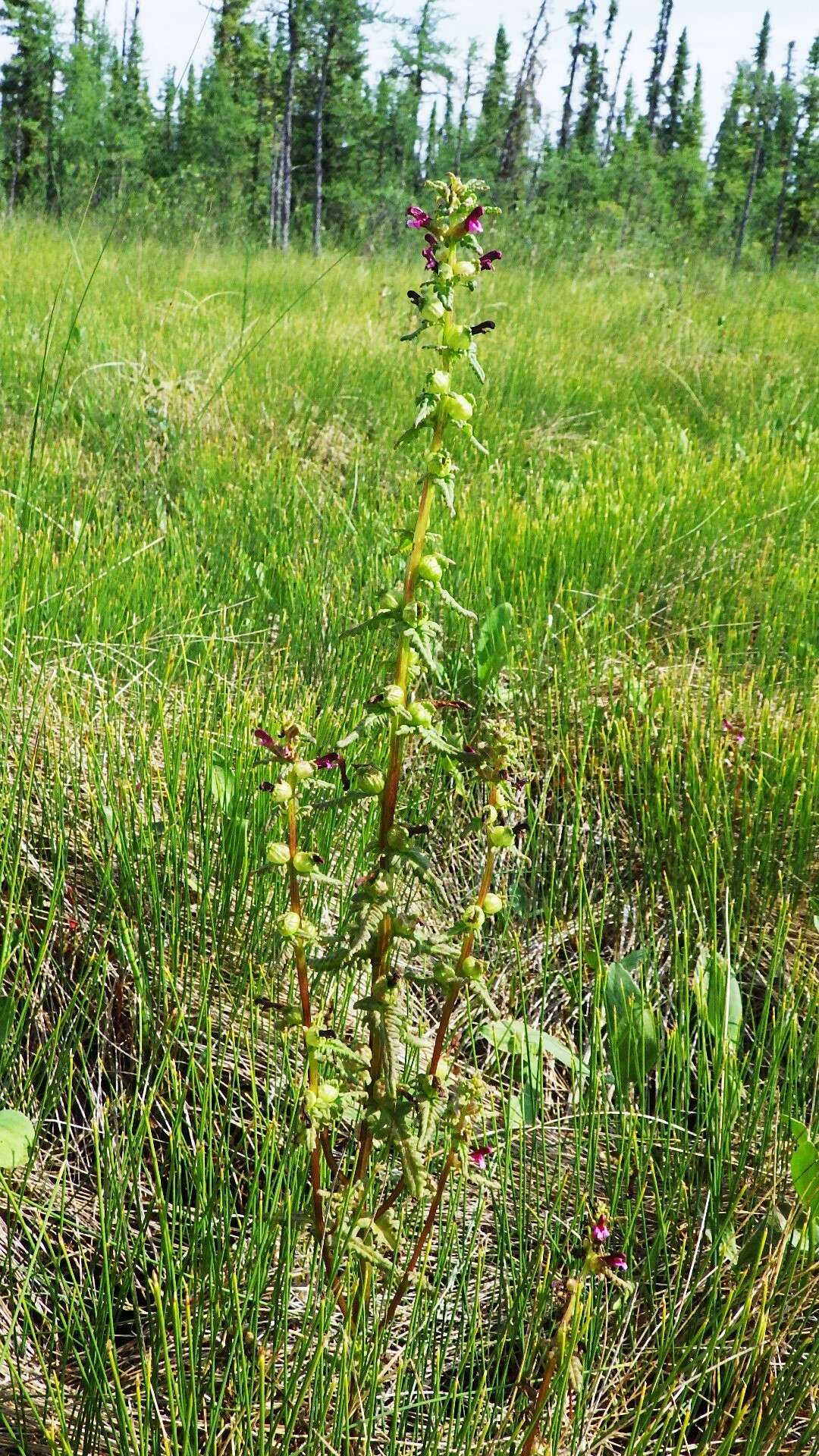 Image of Small-Flower Lousewort