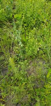 Image of Narrow-Leaf Bush-Clover