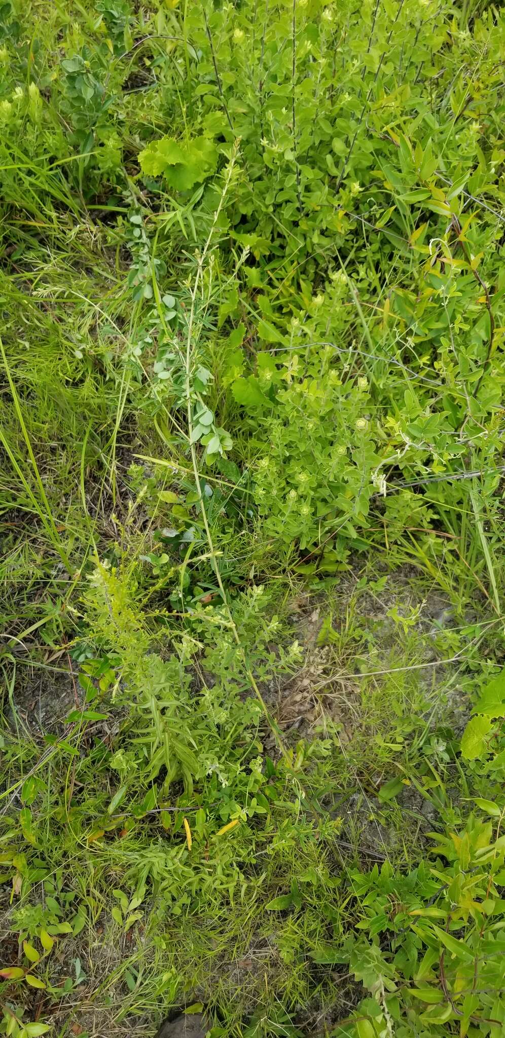 Image de Lespedeza angustifolia (Pursh) Elliott