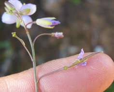 Image of Heliophila subulata Burch. ex DC.