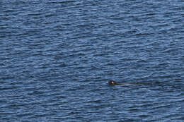 Image of bearded seal