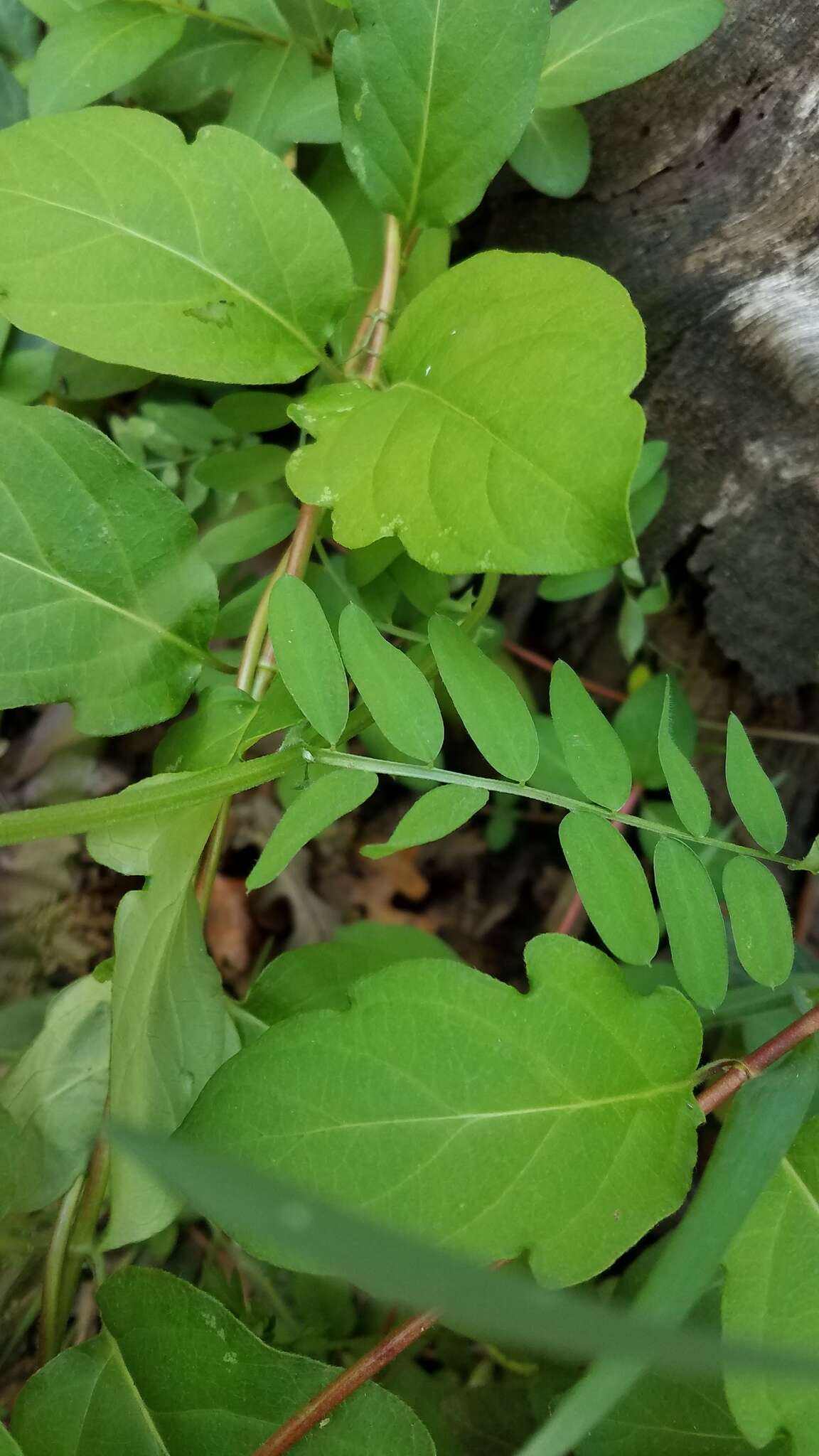 Sivun Lathyrus jepsonii subsp. californicus (S. Watson) C. L. Hitchc. kuva