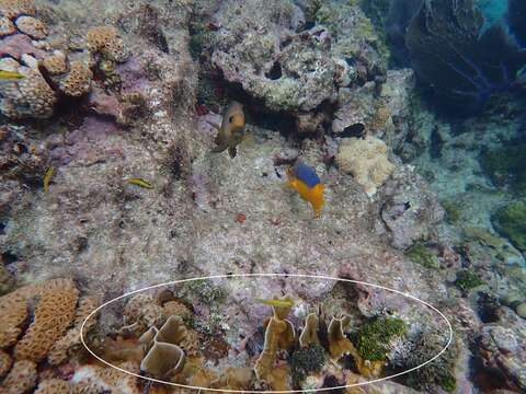 Image of Box Fire Coral