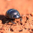 Image of Macroderes nitidus Harold 1877