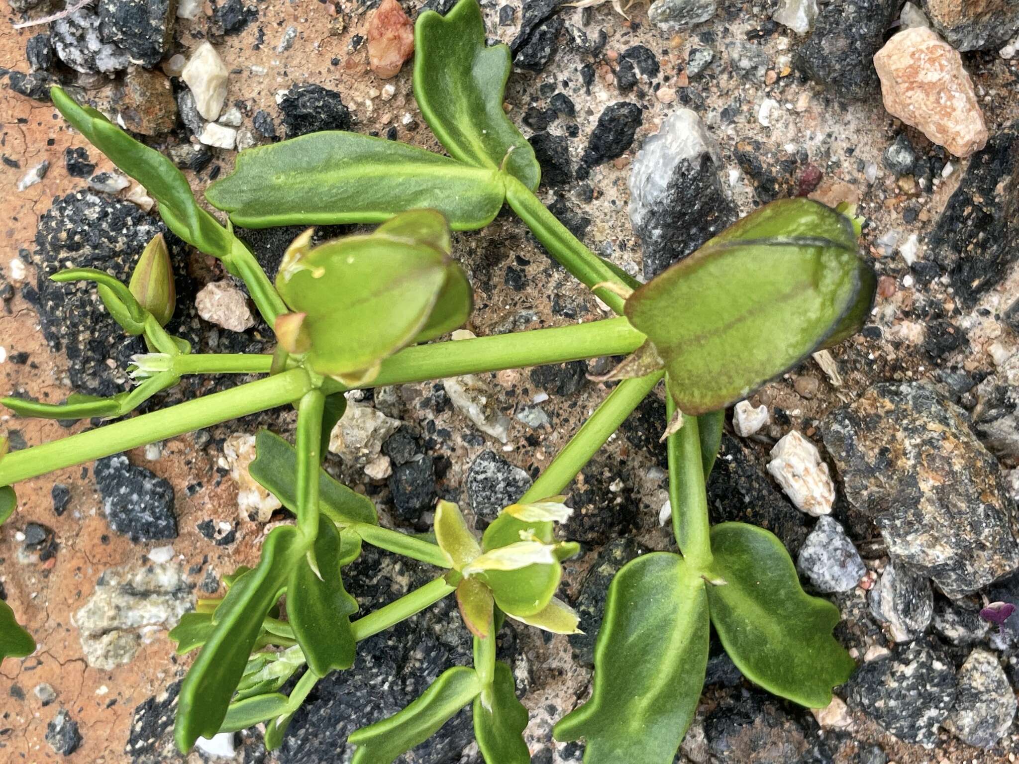 Image of Roepera crenata (F. Müll.) Beier & Thulin