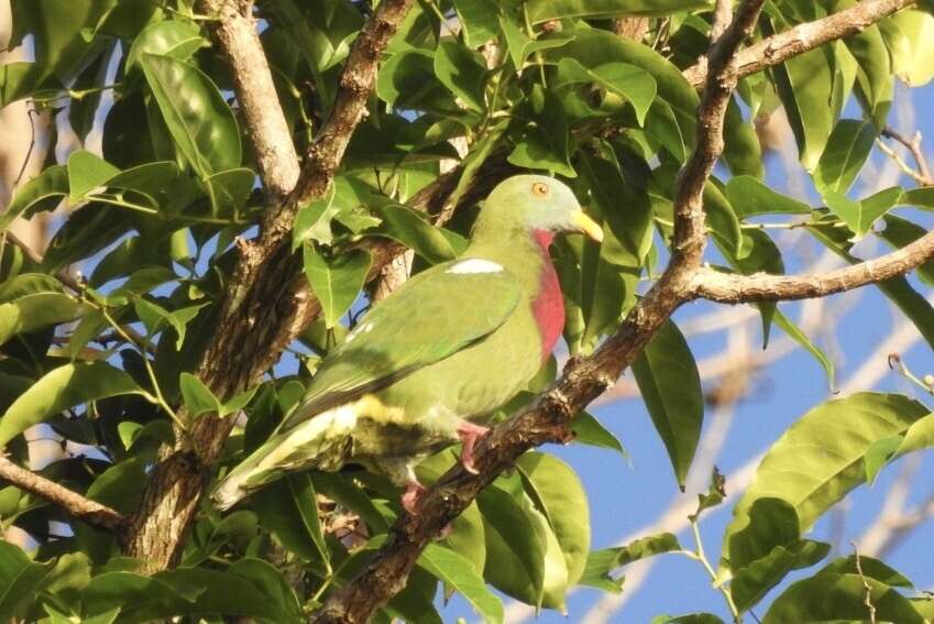 Image of Claret-breasted Fruit Dove