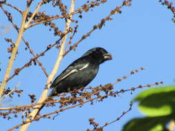 Image of Cuban Bullfinch