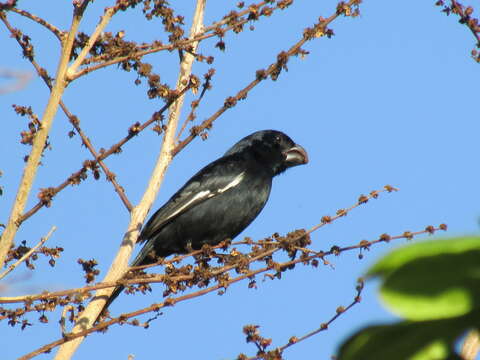 Image of Cuban Bullfinch