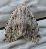 Image of Little White Lichen Moth