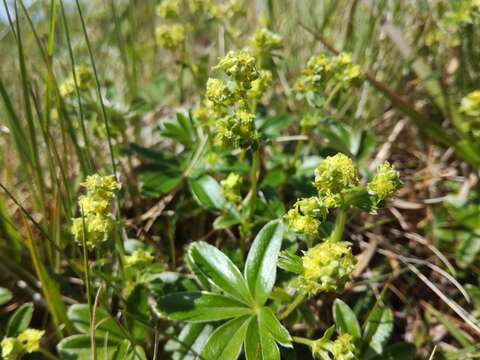 Image of Alpine Lady's-mantle