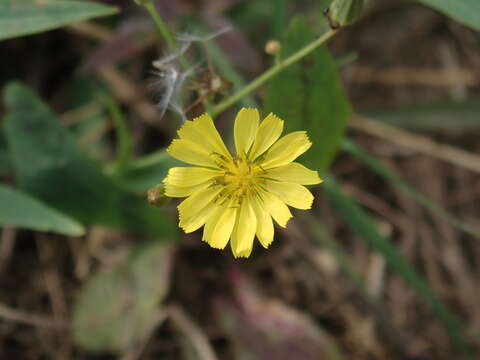 Image of Ixeris chinensis (Thunb.) Kitag.