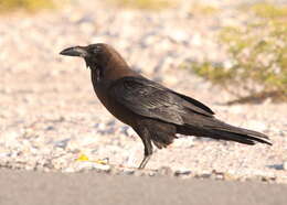 Plancia ëd Corvus ruficollis Lesson & R 1831