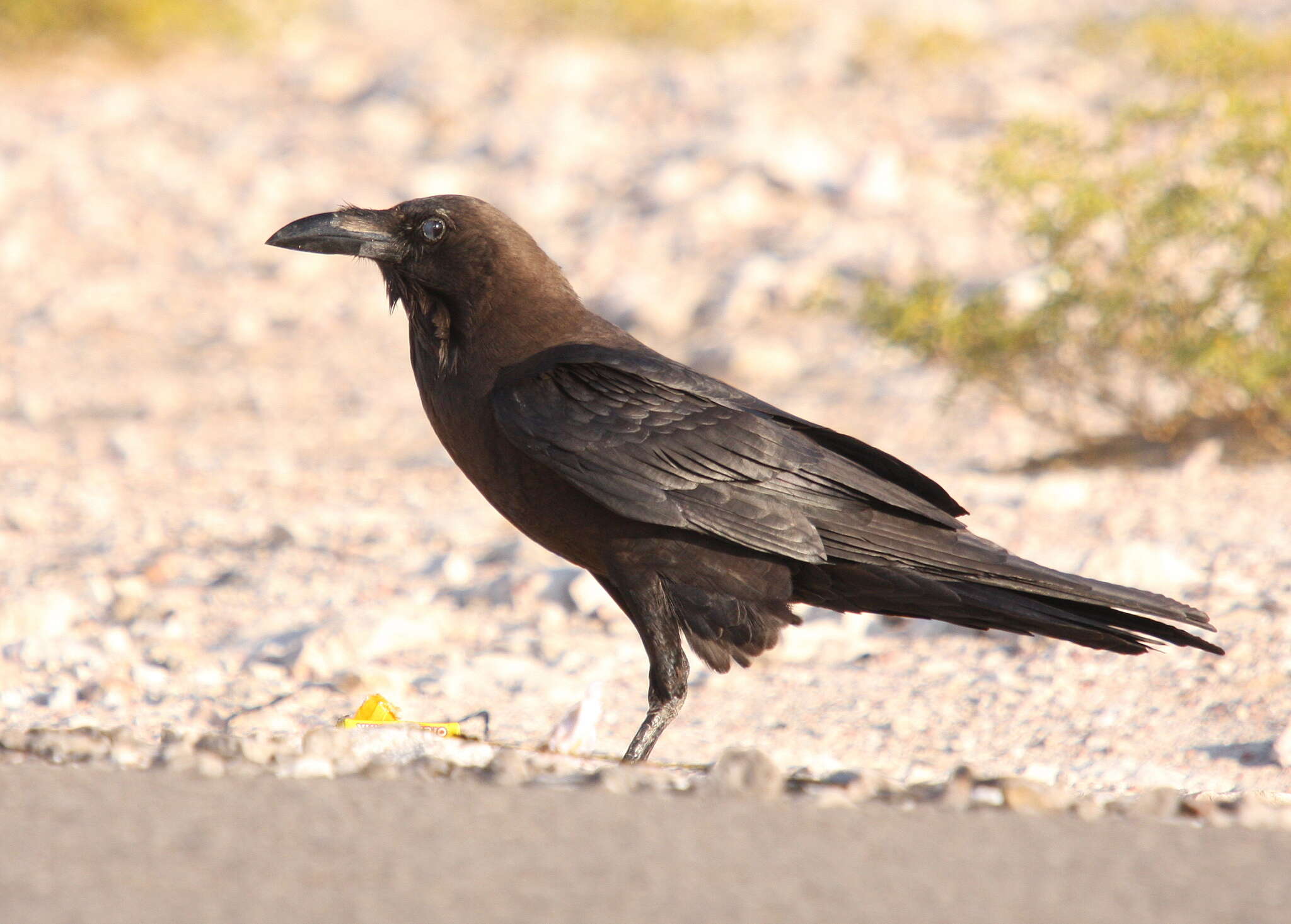 Image of Brown-necked Raven