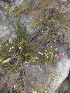 Image of Diosma oppositifolia L.