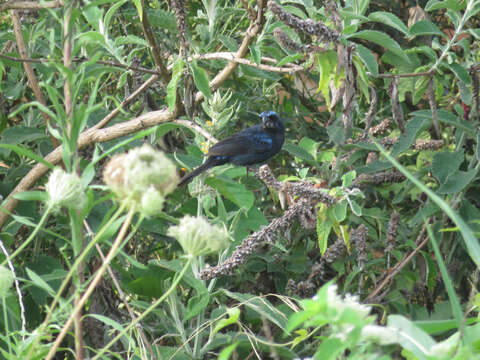 Image of Ultramarine Grosbeak