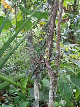 Image of Hoya lacunosa Bl.