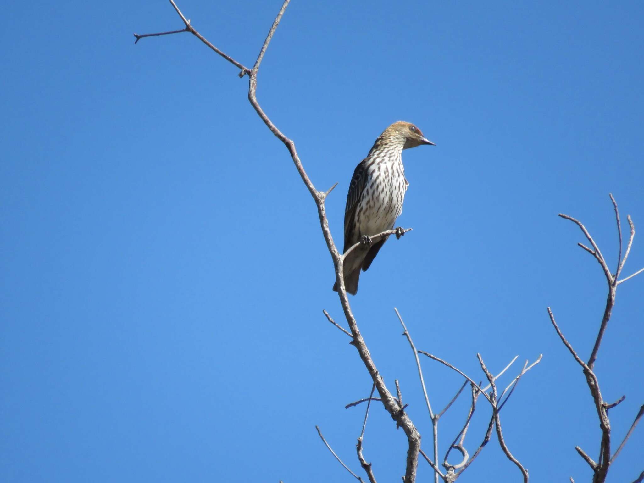 Cinnyricinclus leucogaster verreauxi (Finsch & Hartlaub 1870)的圖片