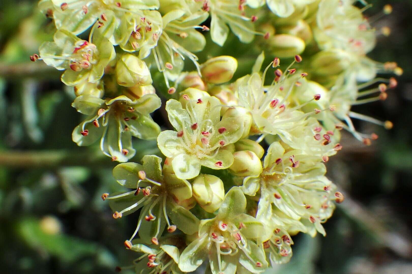 Image of rockjasmine buckwheat