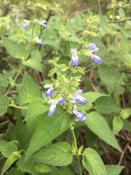 Image de Salvia rypara Briq.