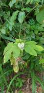 صورة Dalechampia stipulacea Müll. Arg.