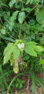 Image of Dalechampia stipulacea Müll. Arg.