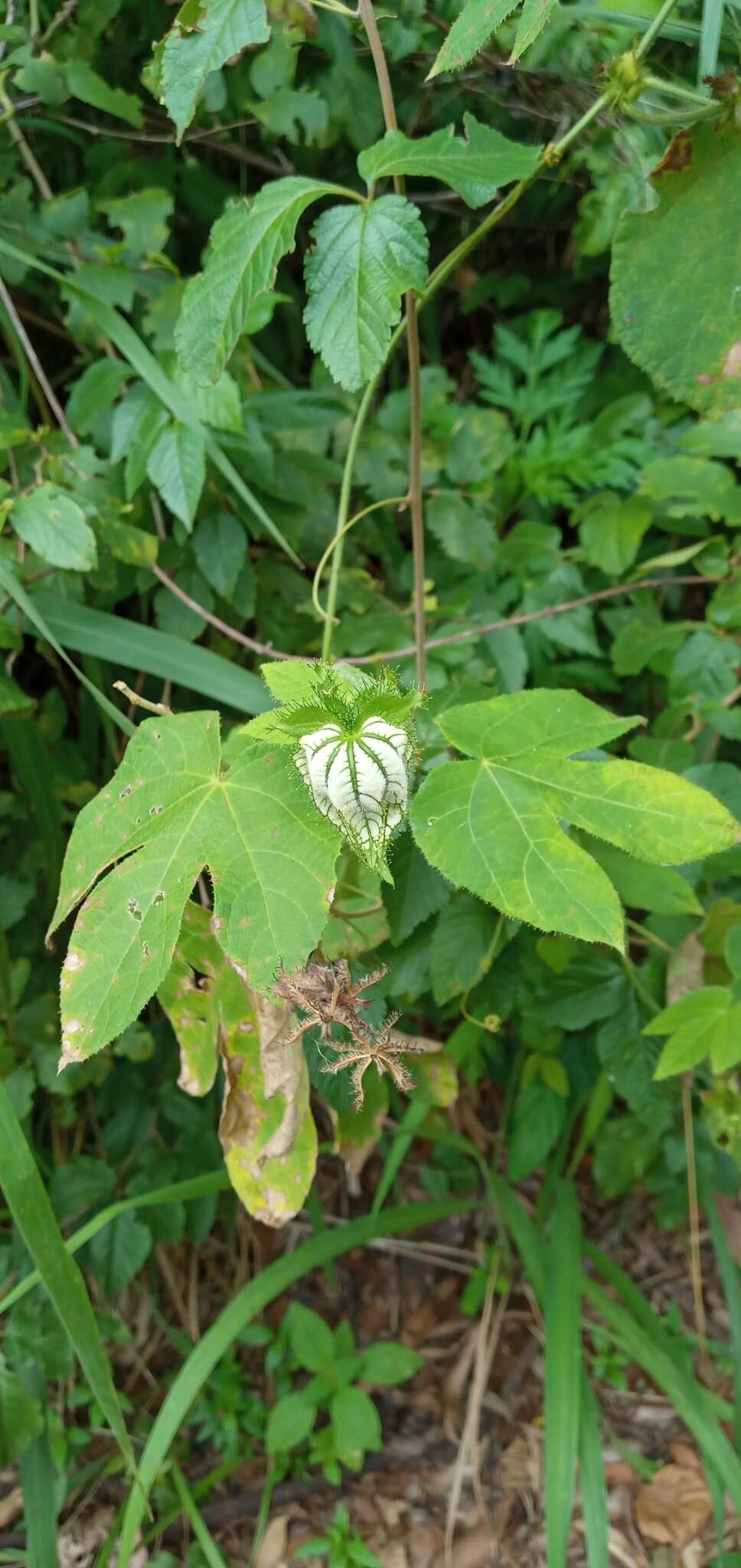 Dalechampia stipulacea Müll. Arg.的圖片