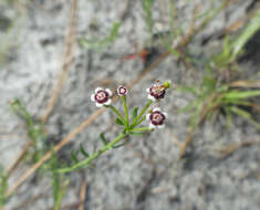 Image of Lesser Florida Spurge