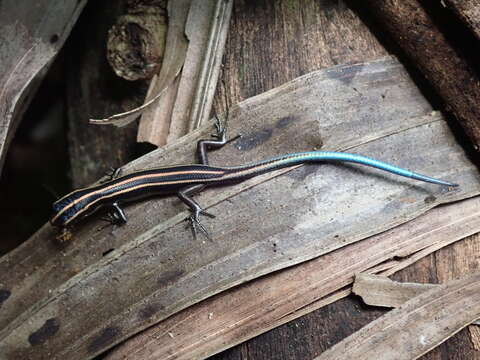 Image of Pacific Blue-Tail Skink