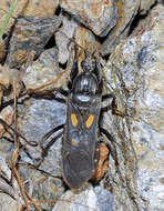 Слика од Ectomocoris chiragra (Fabricius 1803)