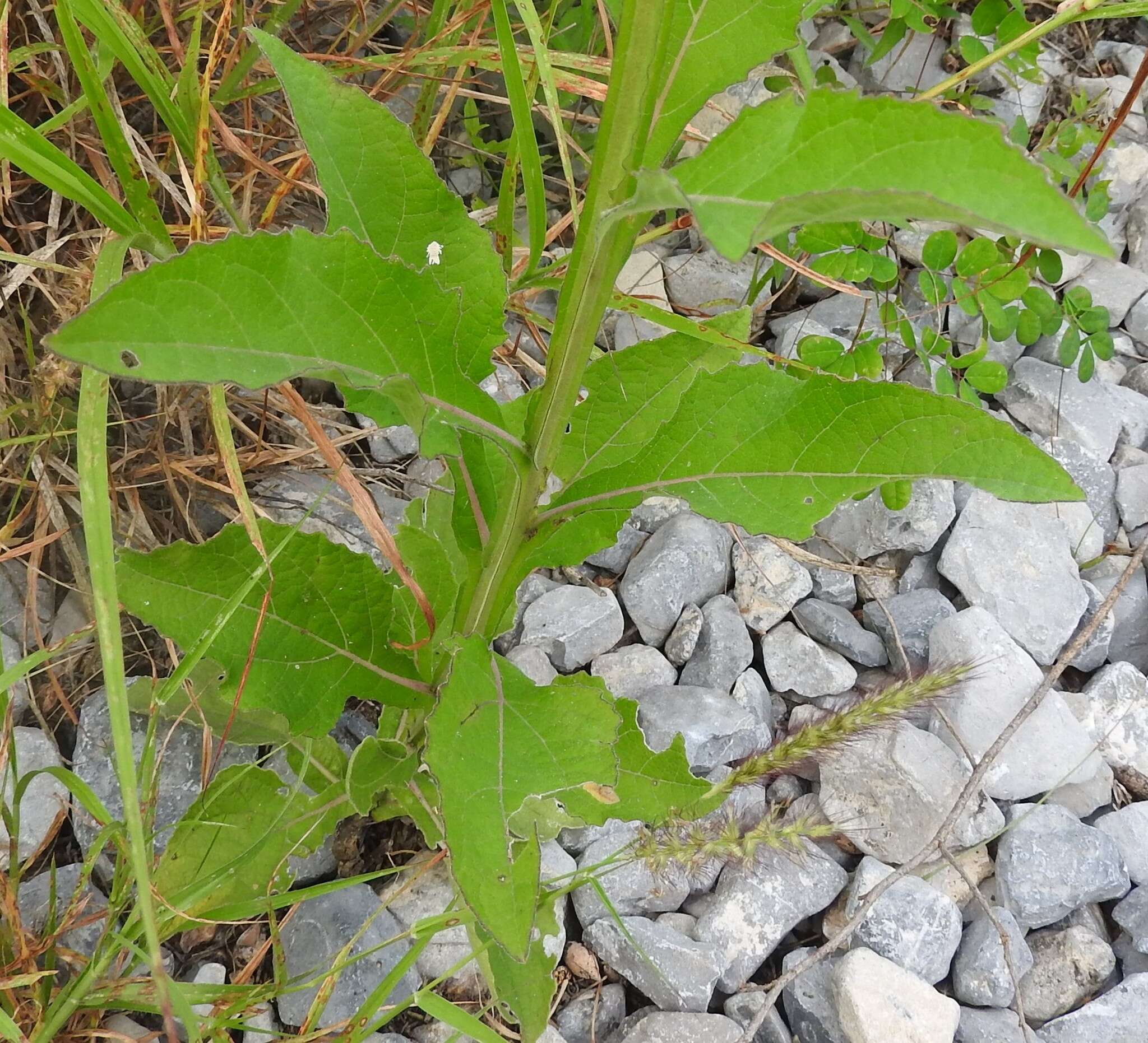 Image of Texas crownbeard